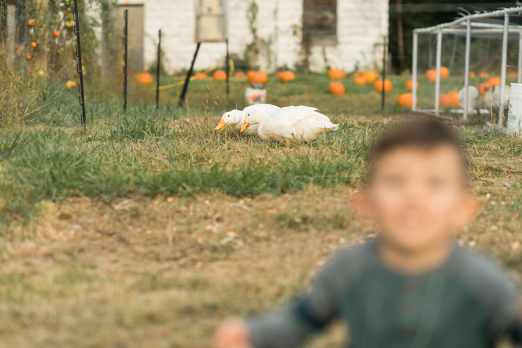 Fall is in full swing here in NJ, my first Fall Family session with Anna and Adam at their Farm House in Hackettstown NJ. Anna and Adam recently purchased their dream farm house on a 4 acres of land. This family of four now has chickens, ducks, birds, cats, a dog, sheep and plans to add many more to the list in the future. I had the honor of visiting Anna and Adam and their two beautiful children at their Farm the other day. I got much need vitamin D walking around the property, enjoying the foliage, running around with their kids and meeting all the farm animals. I sincerely enjoy photographing families now because there are no dull moments with kids, every moment is perfect! Fall family session at Anna and Adam’s Farm at Hackettstown NJ photographed by Karis from HeyKaris.